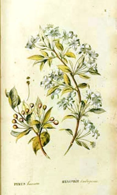 Foto de  Flora rossica: Preciosa obra ilustrada sobre la flora rusa en tiempos de Catalina la Grande.